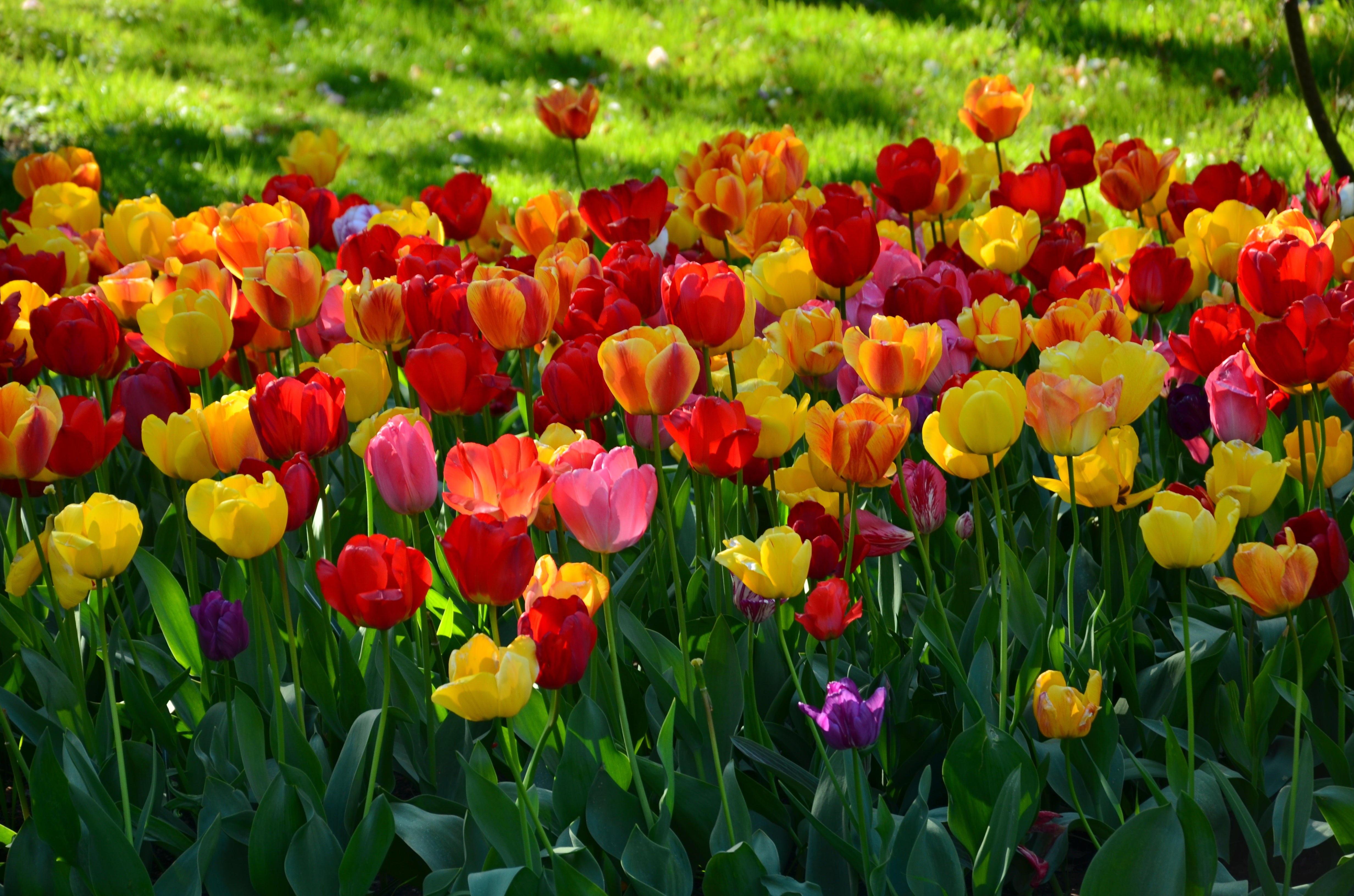 Tulip Jumbo Darwin Mix