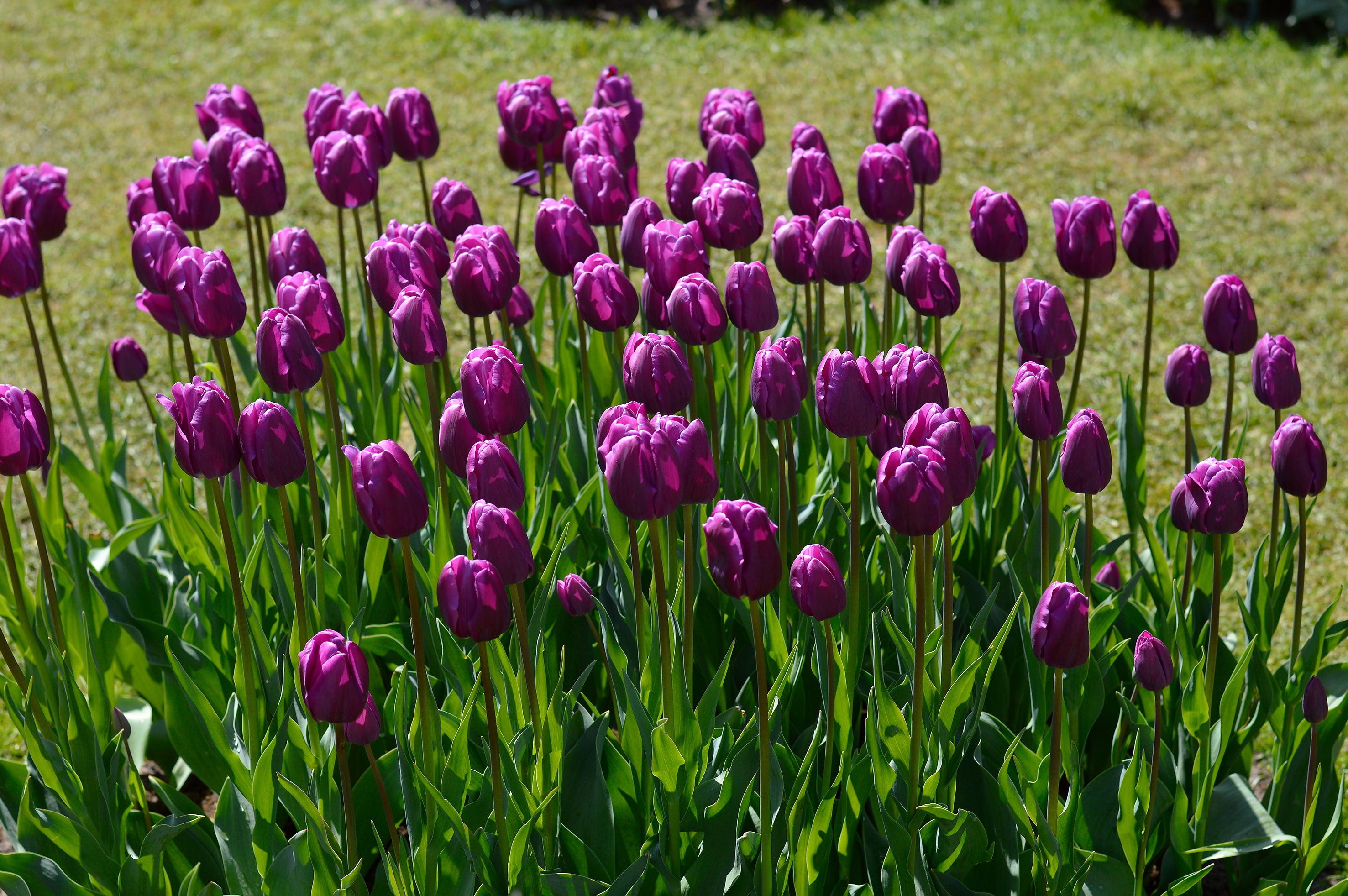 Tulip Purple Prince