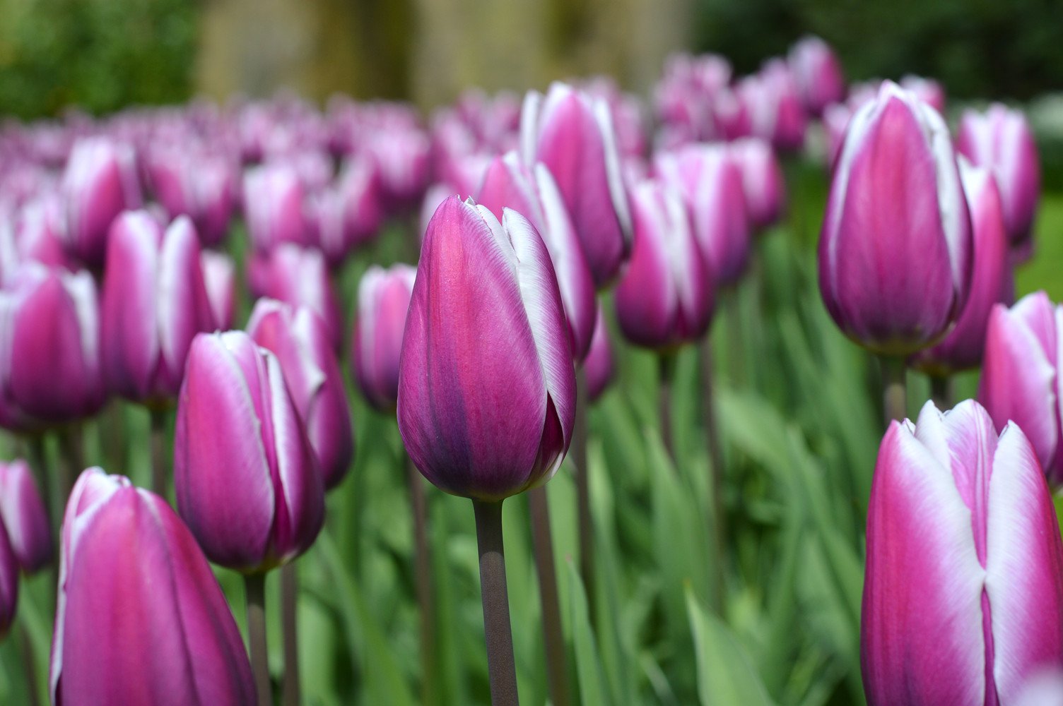 Tulip Purple Rain