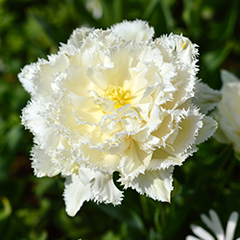 Tulip Snow Crystal
