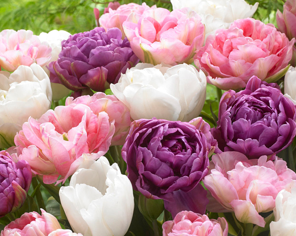 Tulip Wedding Gift Collection Double Peony Tulips in Pink White and Purple