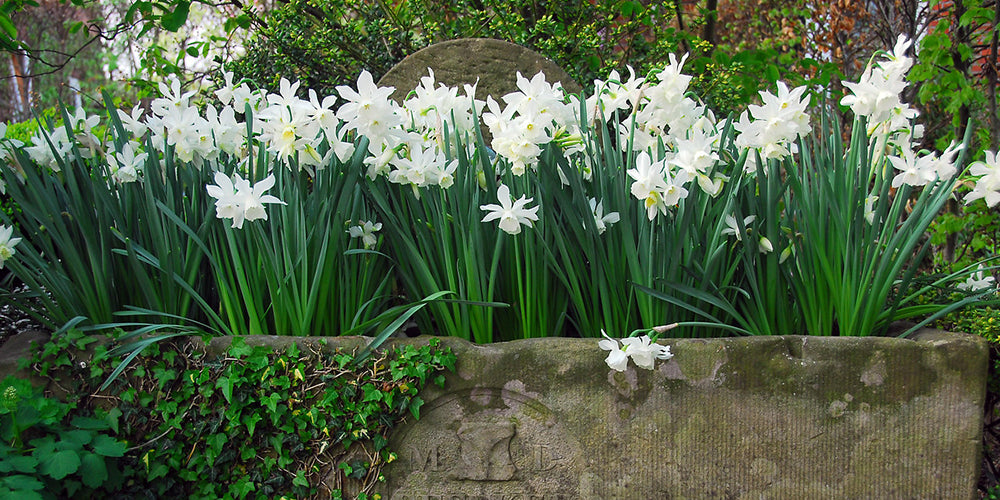 How to grow Daffodils in Pots and Containers