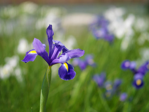 Are Irises Annual, Biennial, or Perennial plants?