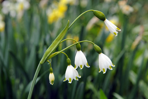 How to grow Leucojum bulbs