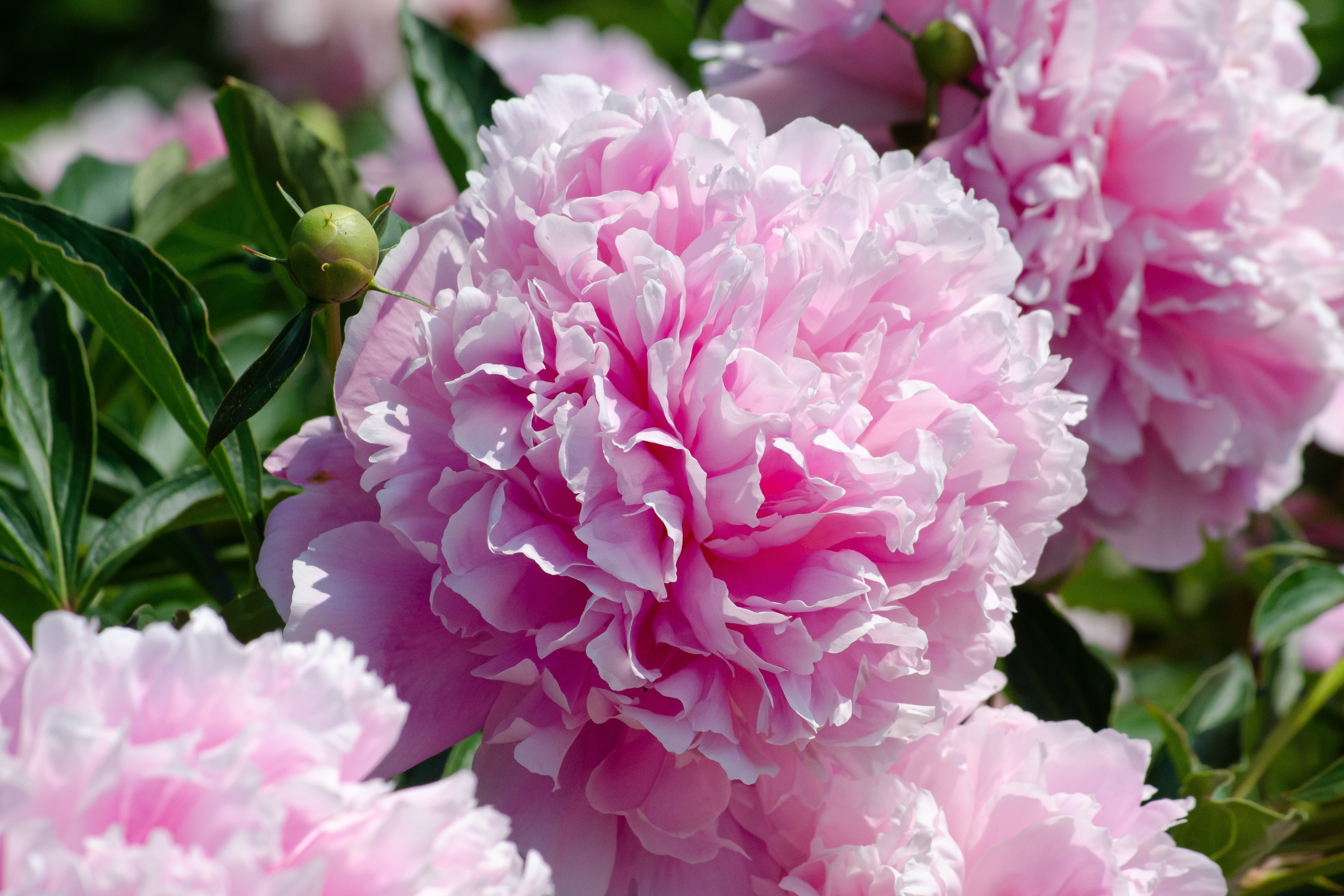 How To Grow and Care For Peonies in the Fall