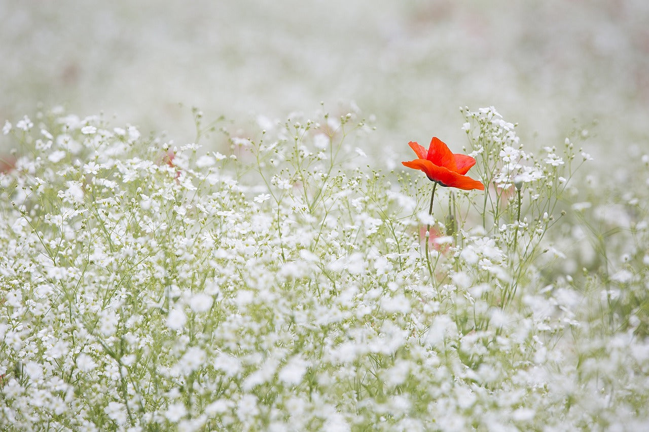 All You Need To Know About Baby’s Breath