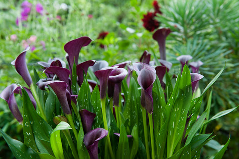  Growing Guide: How to Grow Calla Lilies