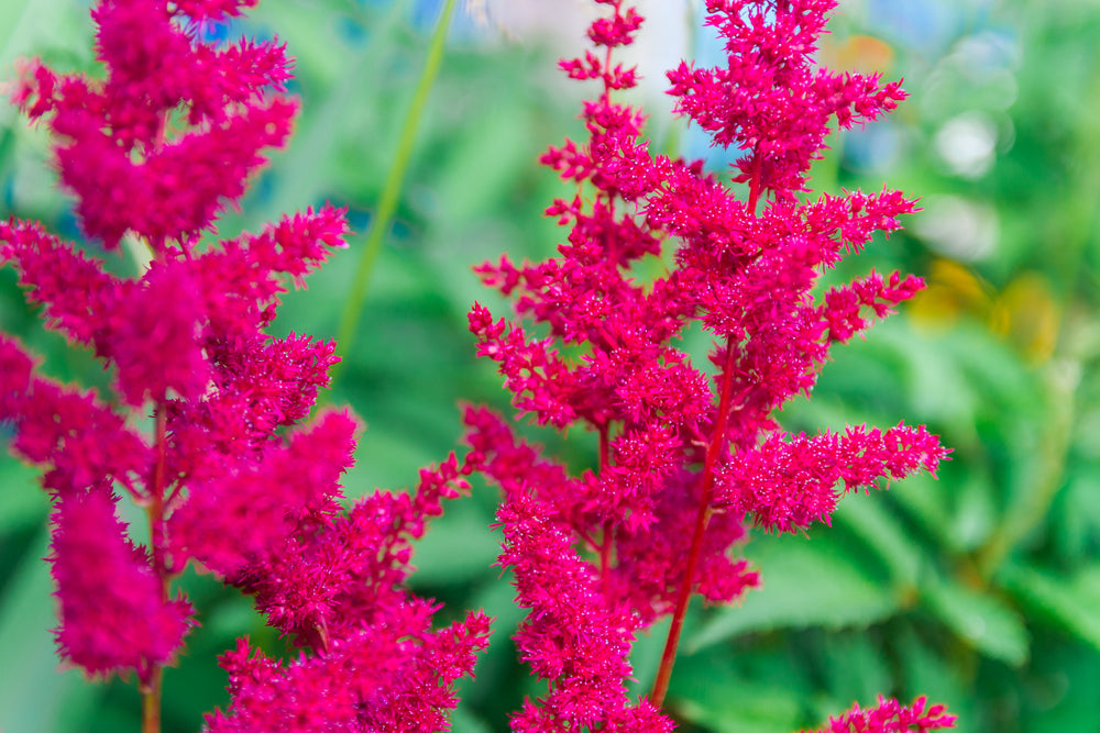 How To Grow Astilbe