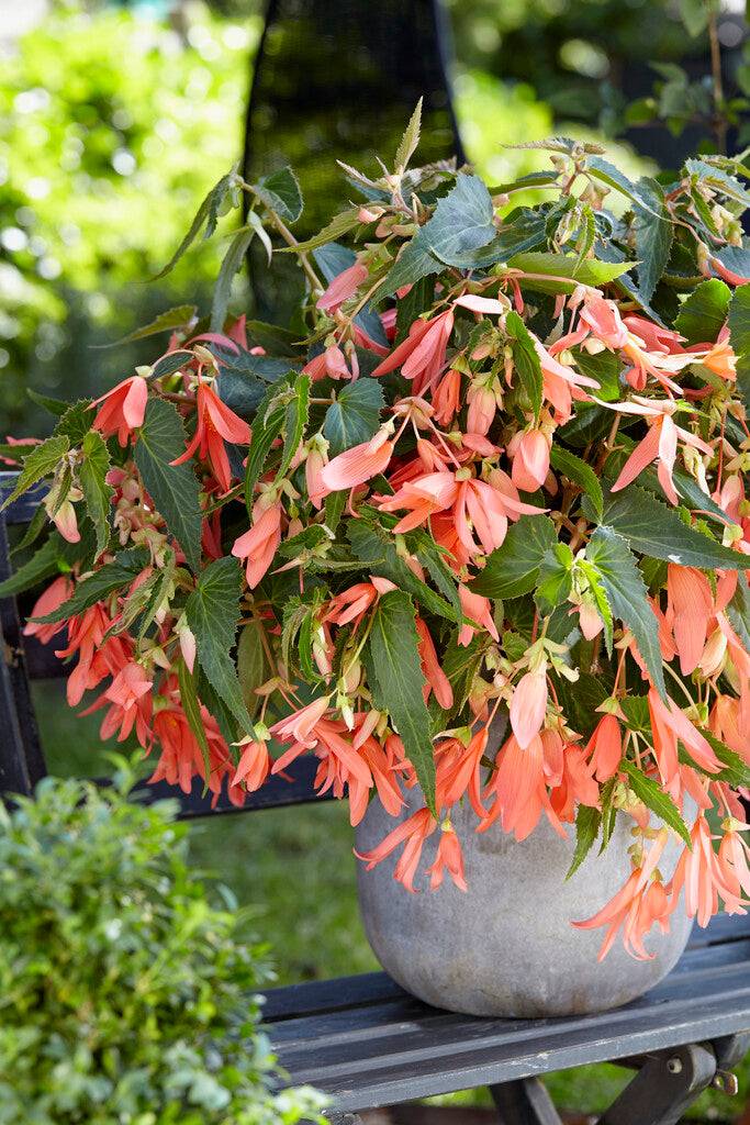 Begonia Boliviensis San Francisco | DutchGrown™