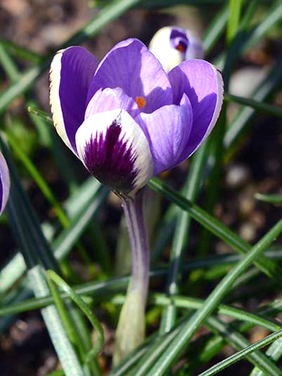 Crocus Spring Beauty | Unique Flower Bulbs | DutchGrown™