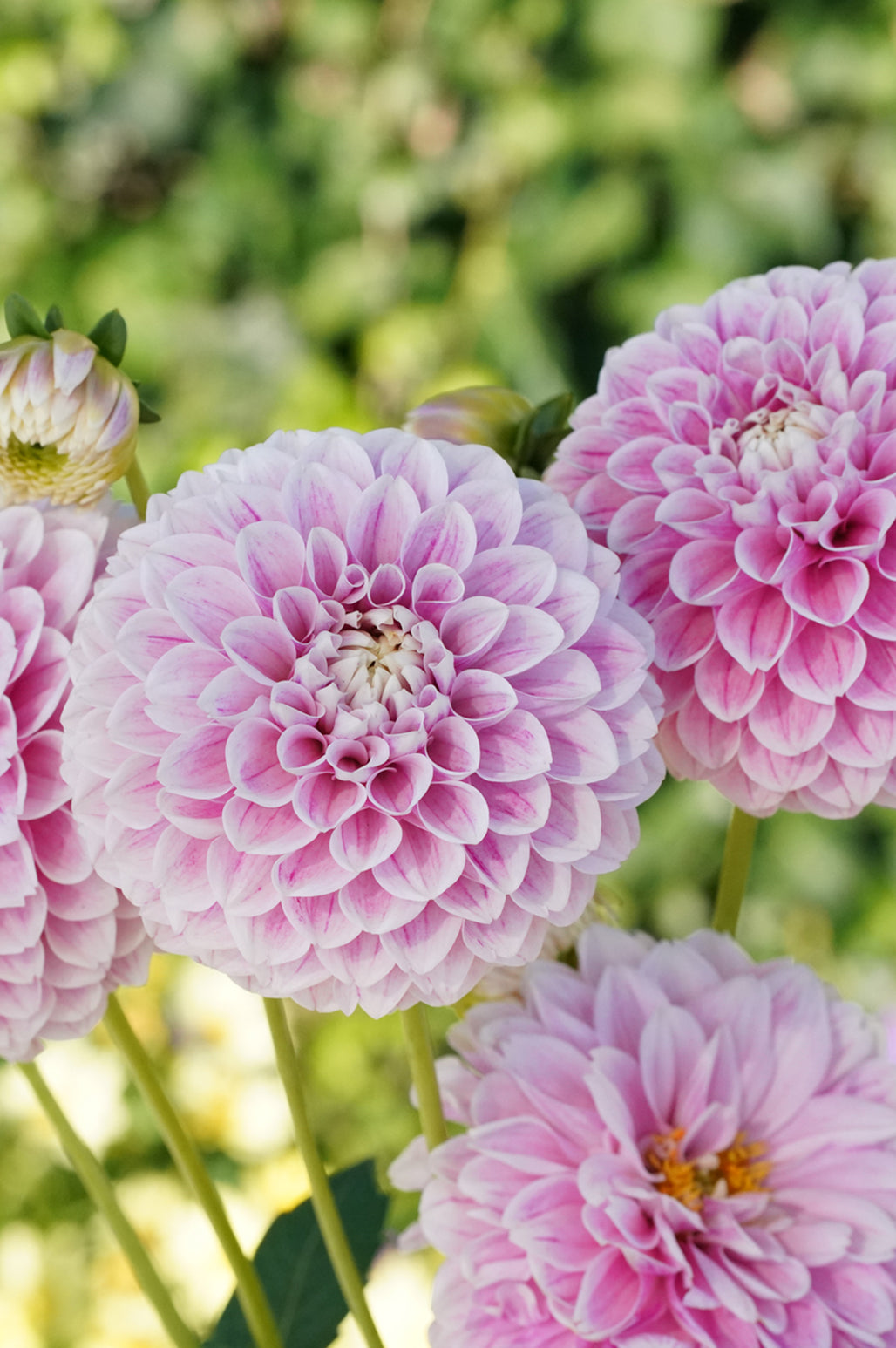 dahlia-stolze-von-berlin-dahlia-tubers-dutchgrown