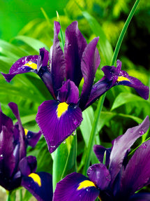 Dwarf Iris Reticulata Cantab, Top Quality Flower Bulbs