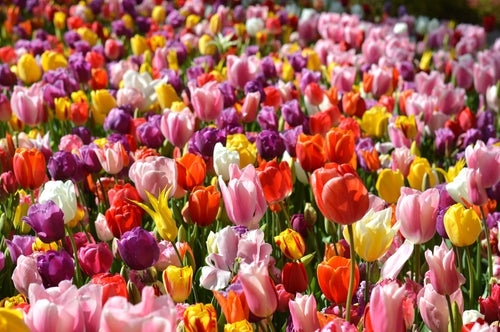 Eternal Spring Tulip Mix | Unique Mix by DutchGrown™