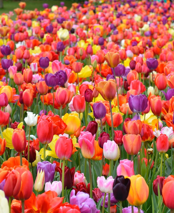 Eternal Spring Tulip Mix | Unique Mix by DutchGrown™