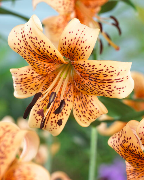 Lily Tiger Babies | Grow Lilies from bulbs | DutchGrown™