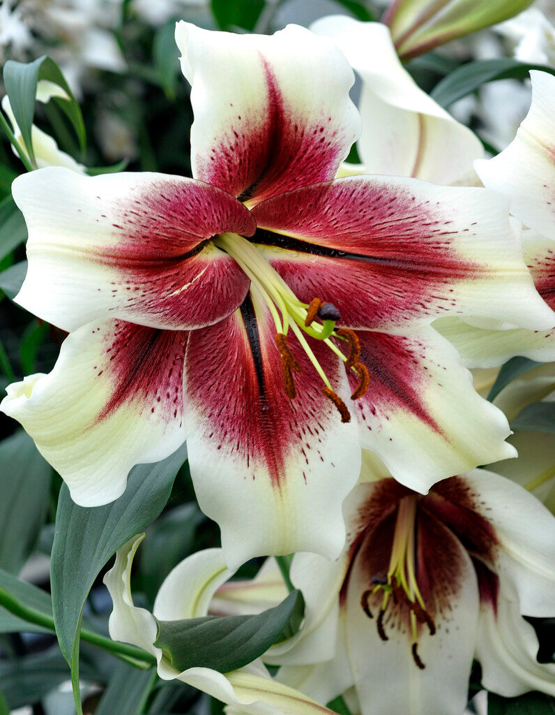 Lily Zeba Bulbs | Oriental lily hybrid | DutchGrown™