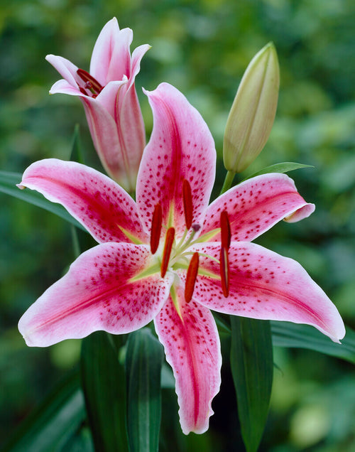 Lily Stargazer Lilies Flower Bulbs Dutchgrown™ 5280