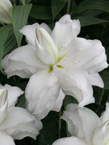 Lily Corsage | Lilies Flower Bulbs | DutchGrown™