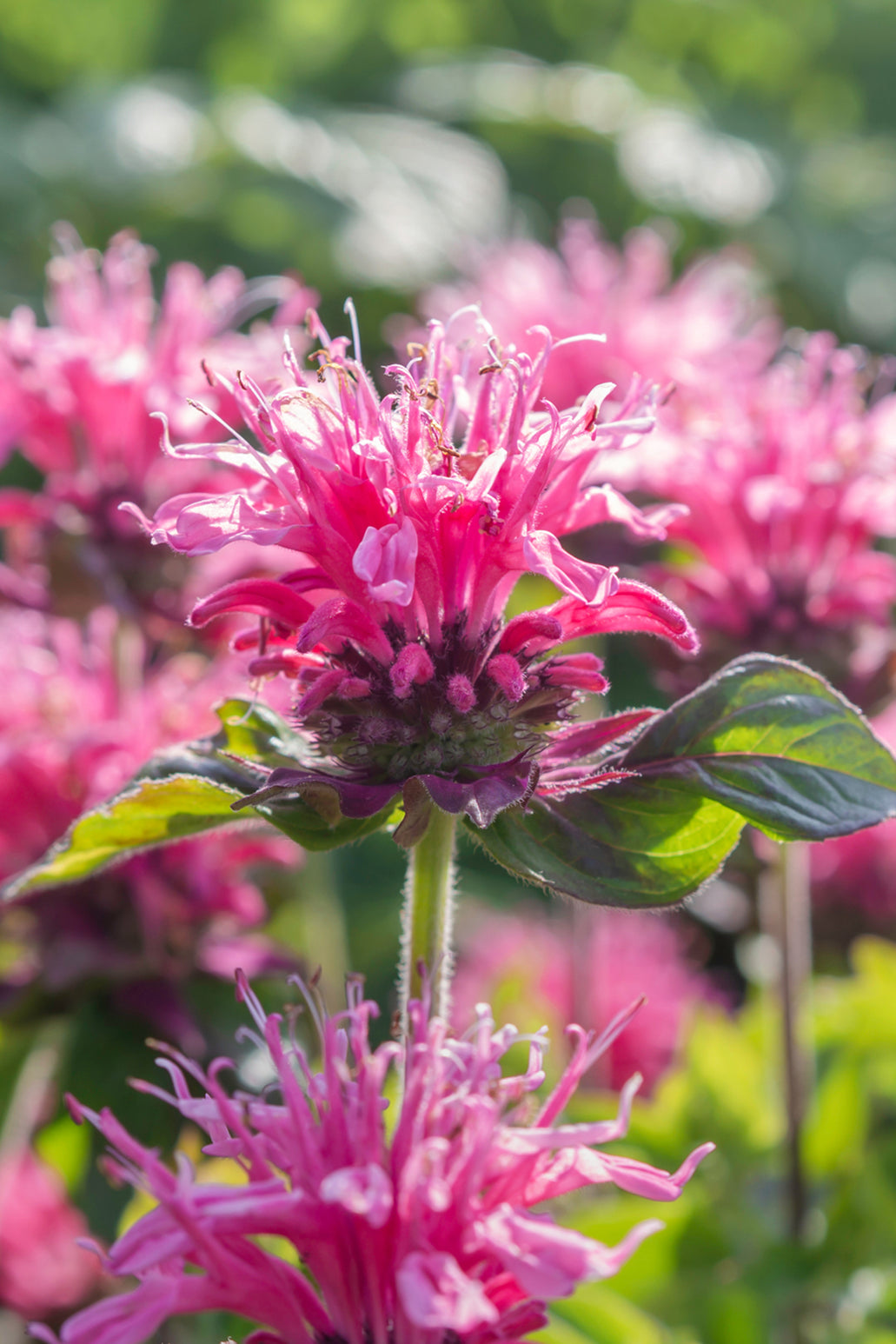 monarda-cranberry-lace-beebalm-dutchgrown