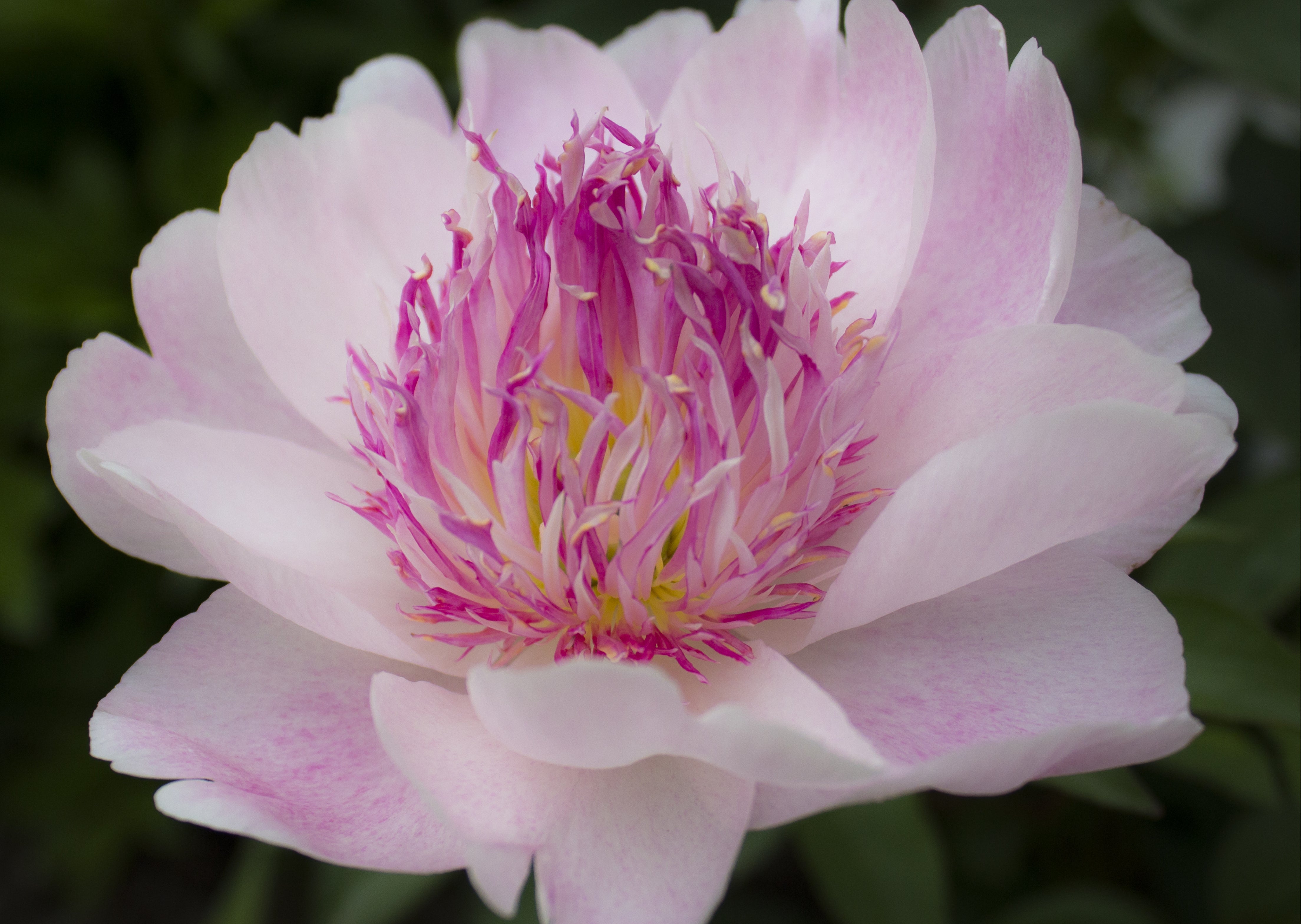 Peony Roots 'Do Tell' | Buy Bare Root Peonies | DutchGrown™