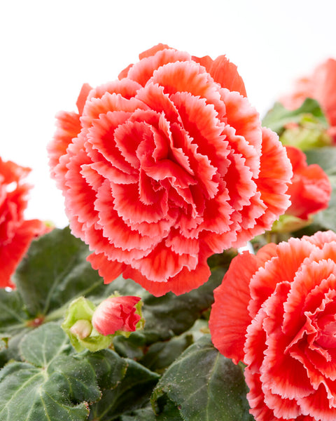 Begonia Picotee Lace Red Bulbs | DutchGrown™