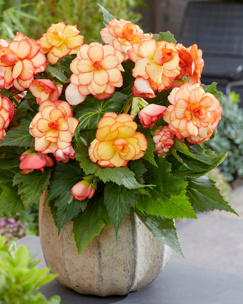 Begonia Picotee Sunburst Bulbs | DutchGrown™