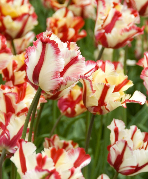 Tulip Flaming Parrot | DutchGrown