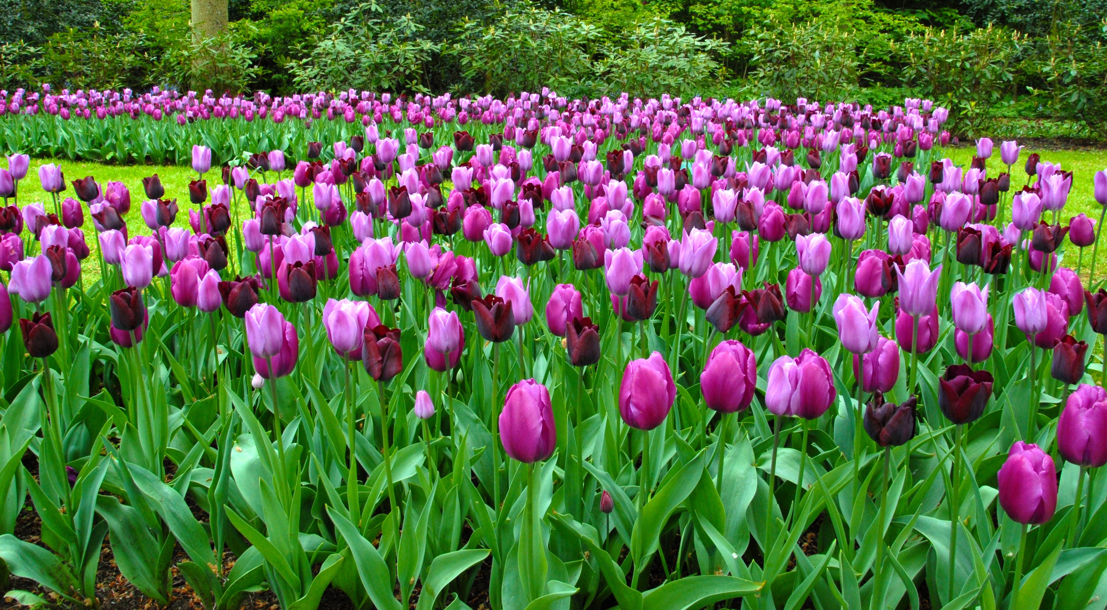 Tulip Garden State Collection Black And Purple Tulips Dutchgrown