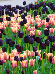 Tulipa Queen of the Night x40 - Tulipán Negro - Bulbos de flores