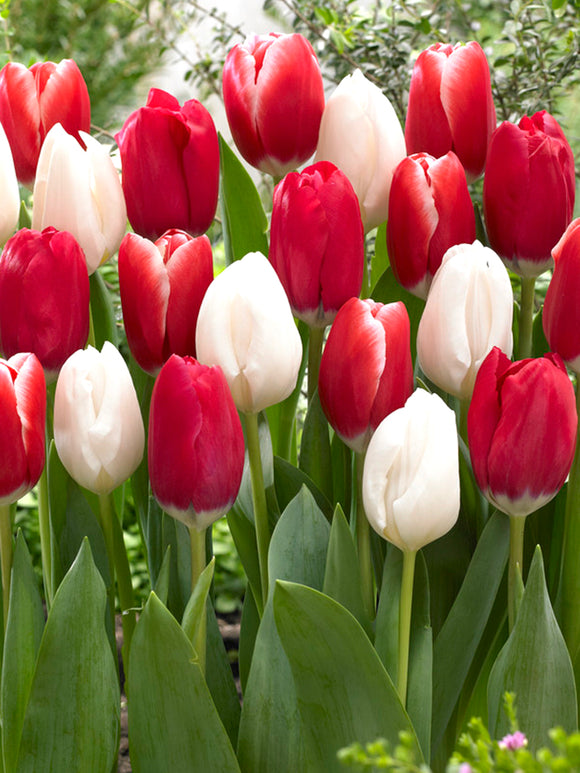 Tulip Candy Cane Collection - DutchGrown
