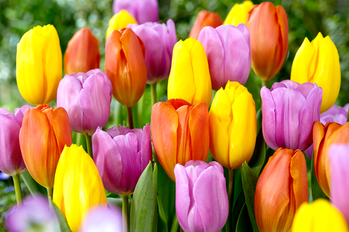 Tulip Tequila Sunrise Collection | Top Quality Tulips | DutchGrown™