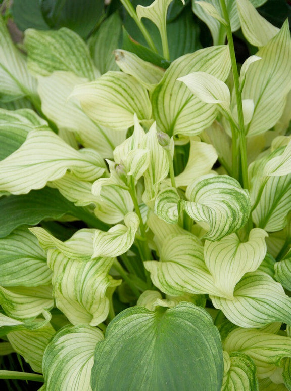 Shop White Feather Hosta | DutchGrown™