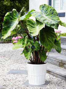 Colocasia Esculenta Hawaiian Punch - 1 bulb - Longfield Gardens