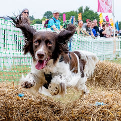 dogfest spaniel