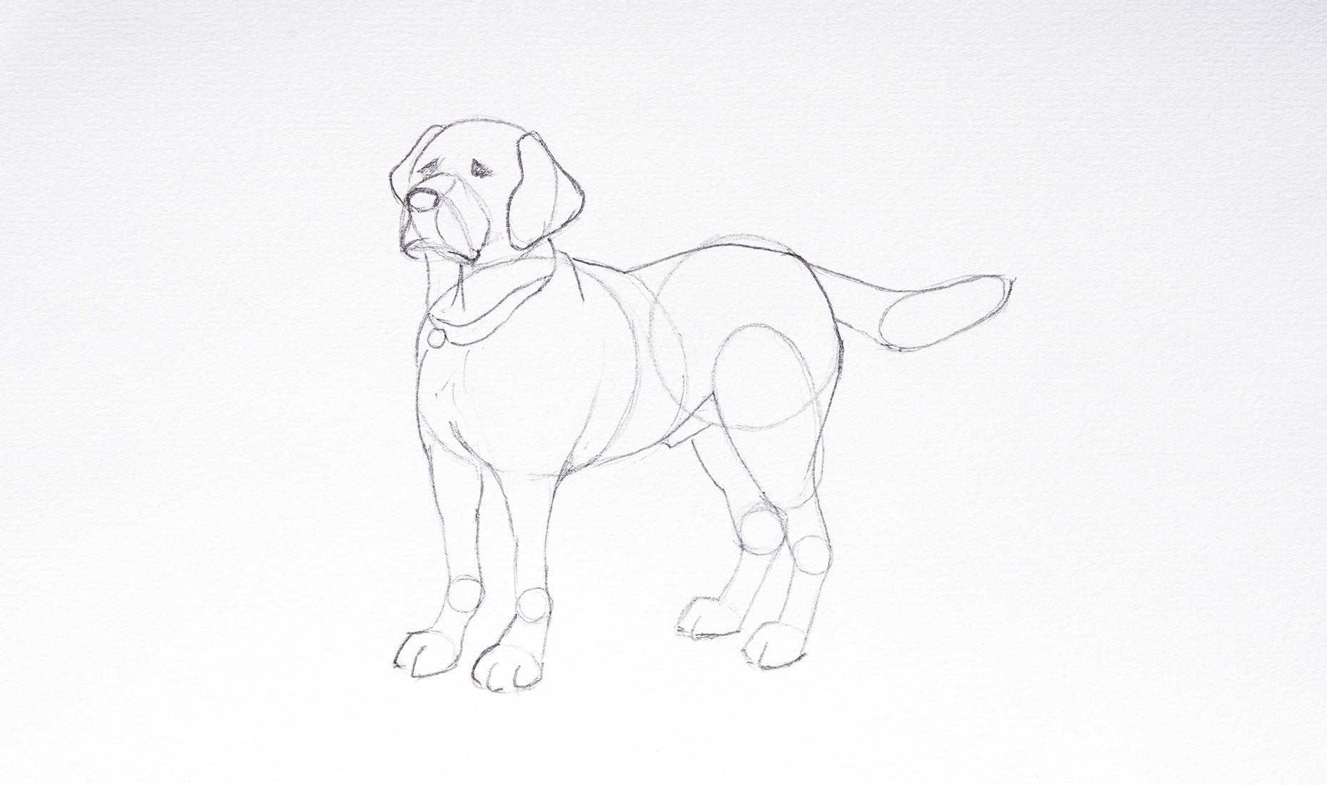 How to draw a dog step by step