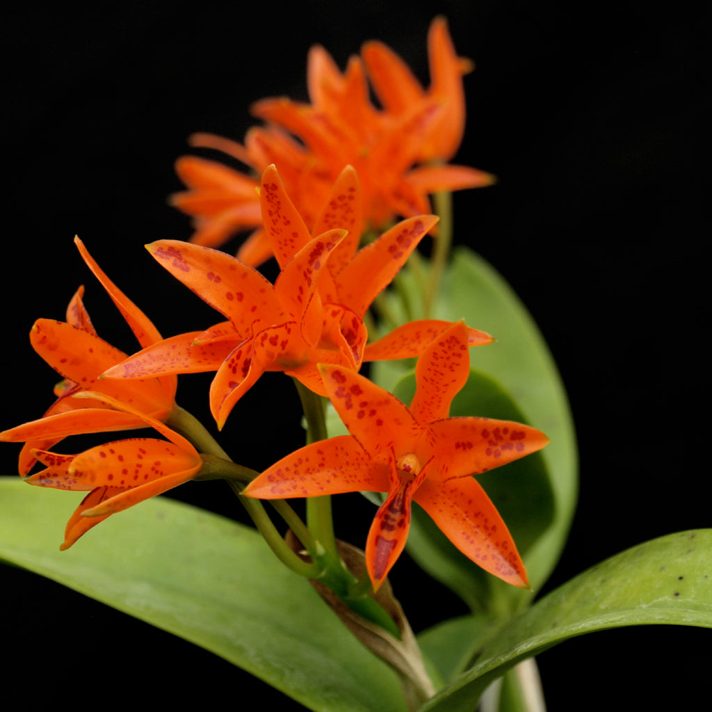 C. aurantiaca (spotted form) – Jewell Orchids