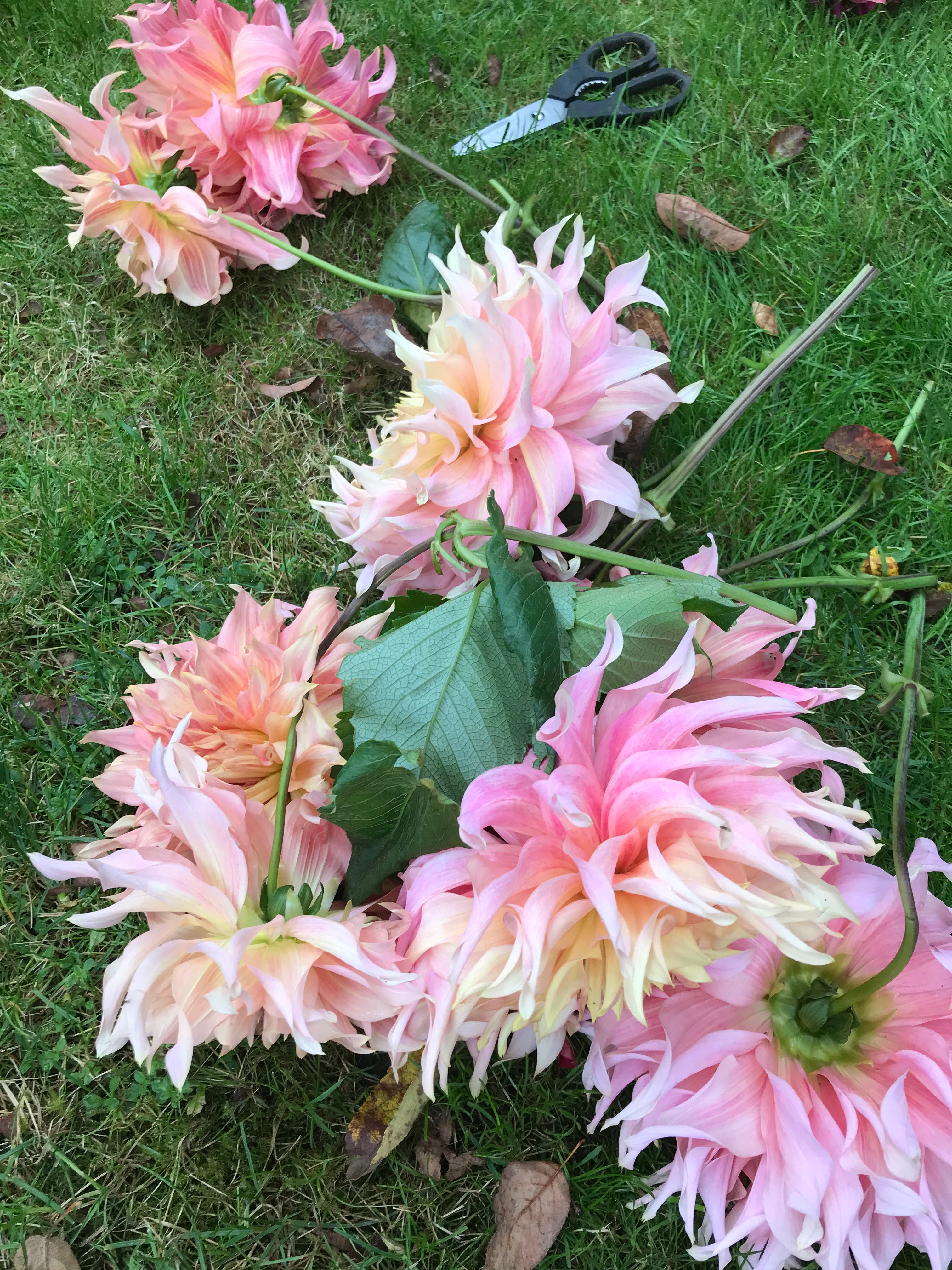 dahlia,penhill watermelon, banquet workshop, growing dahlias