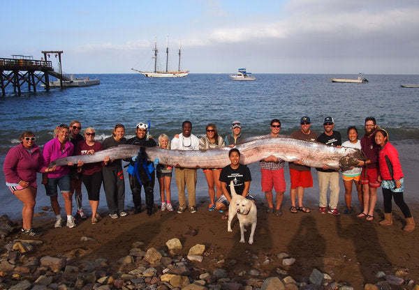 more on oarfish