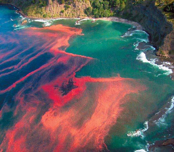 more on red tide