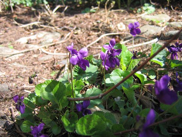 more violets