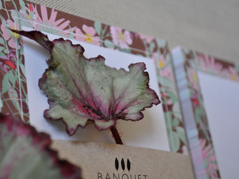 notepads and rex begonia