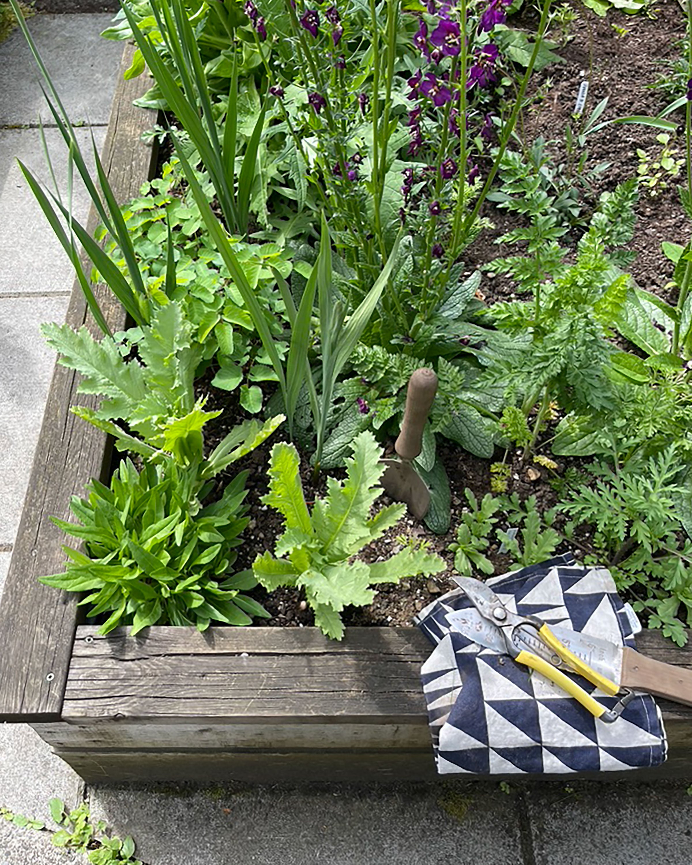 Verbascum phoeniceum ‘Violetta’ with Banquet Triangles Tea Towel