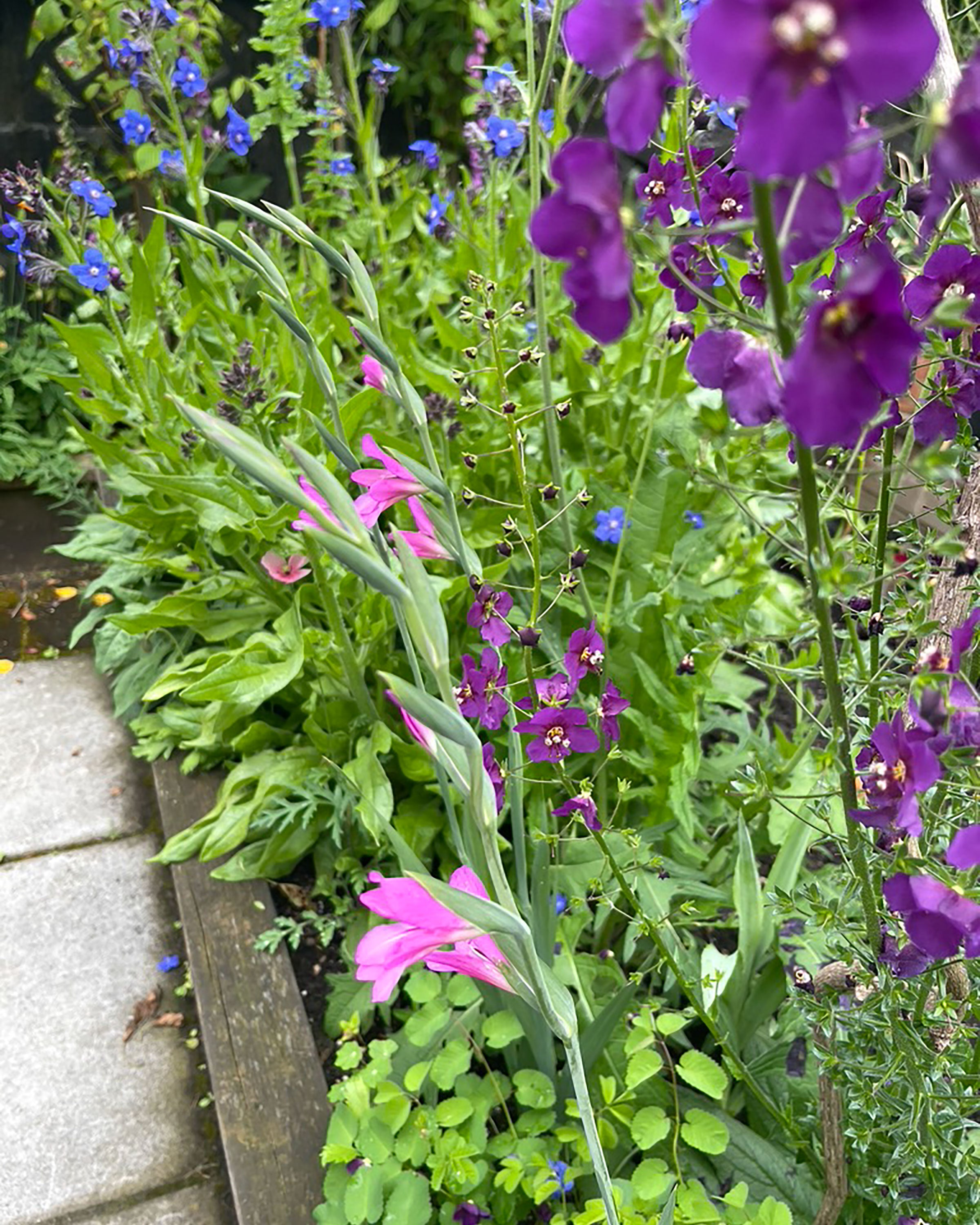 Verbascum phoeniceum ‘Violetta’ and Gladiolus Byzantine