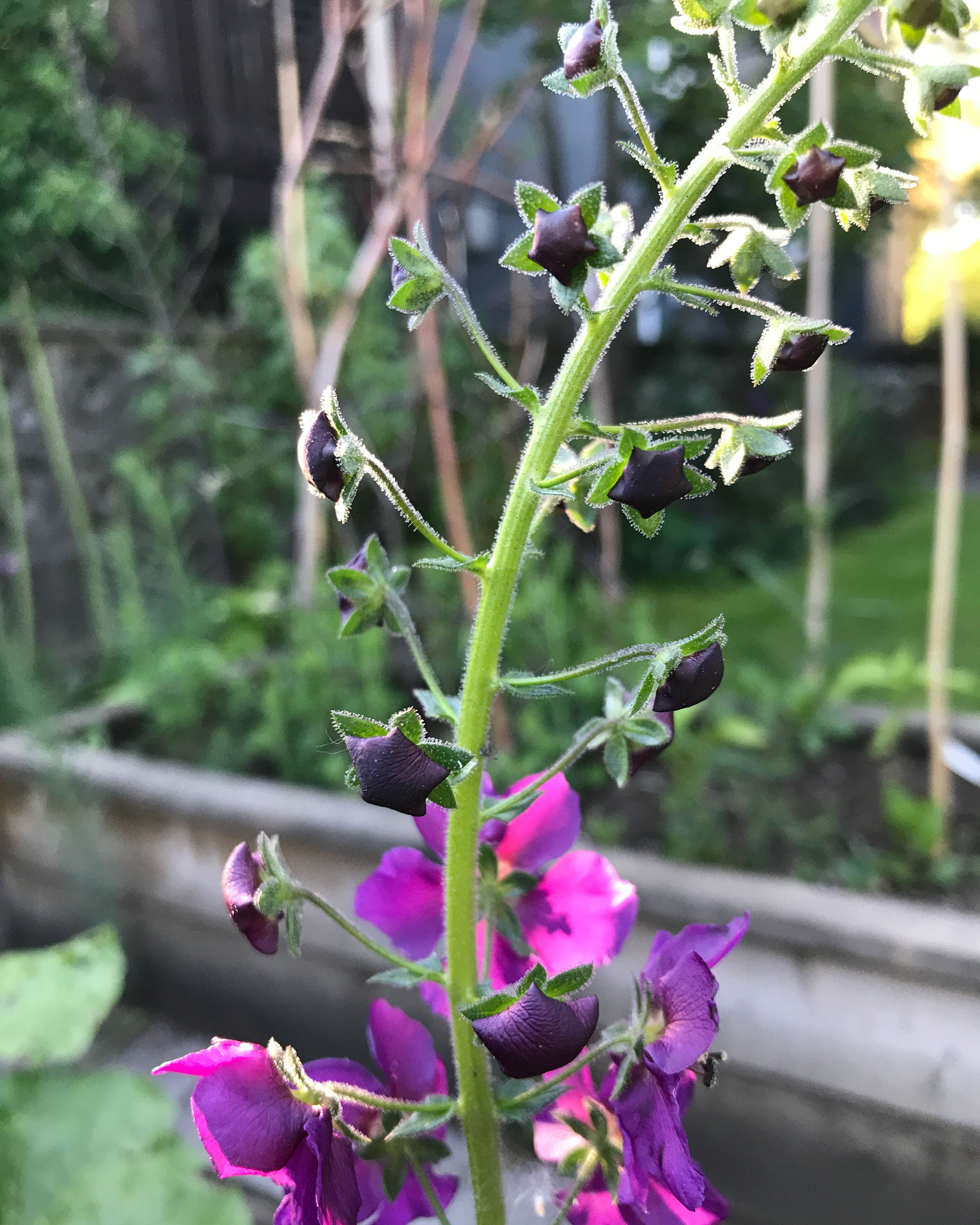 Verbascum phoeniceum ‘Violetta’