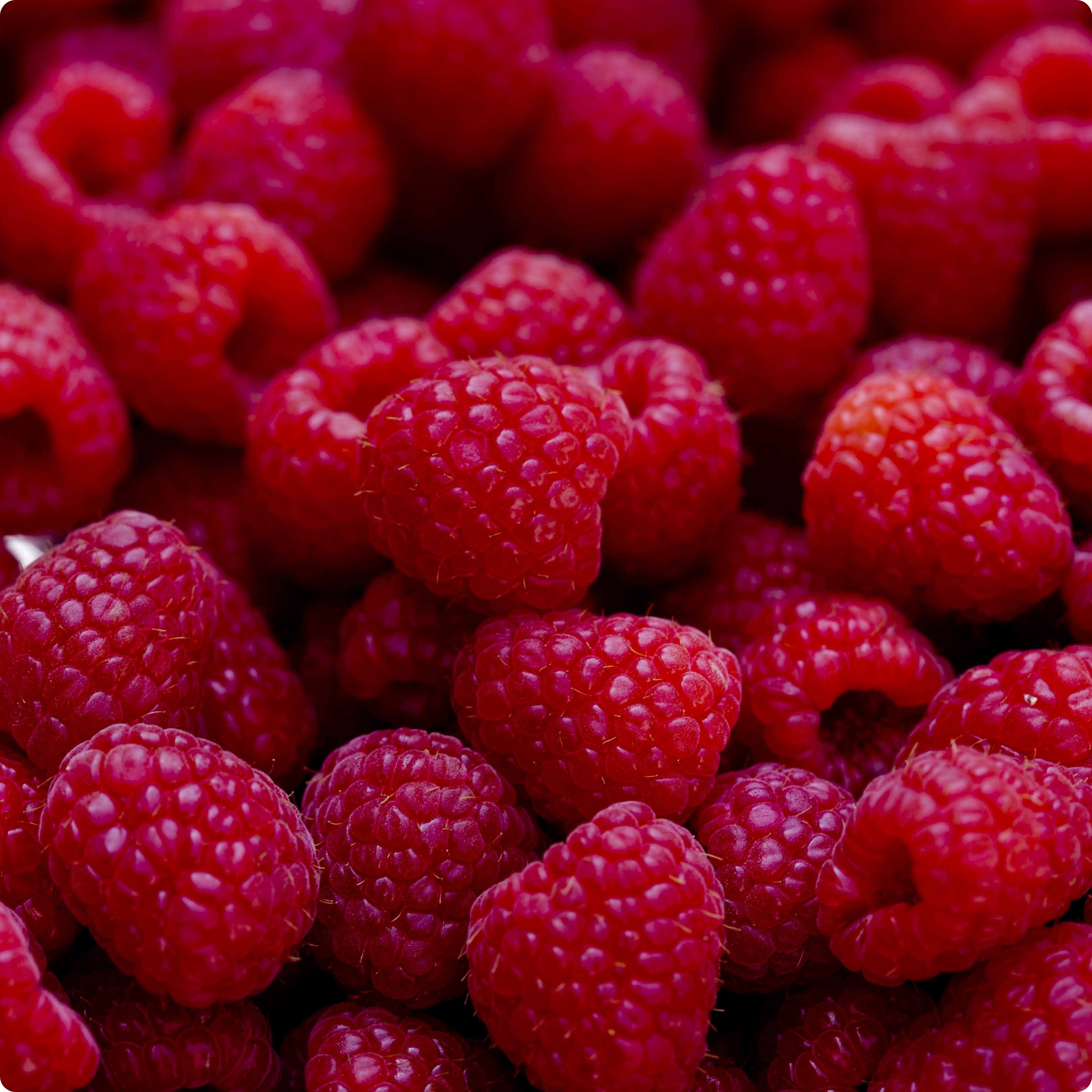 Shop for Raspberry Canes at The Incredible Seed Company Ltd.: Heirloom