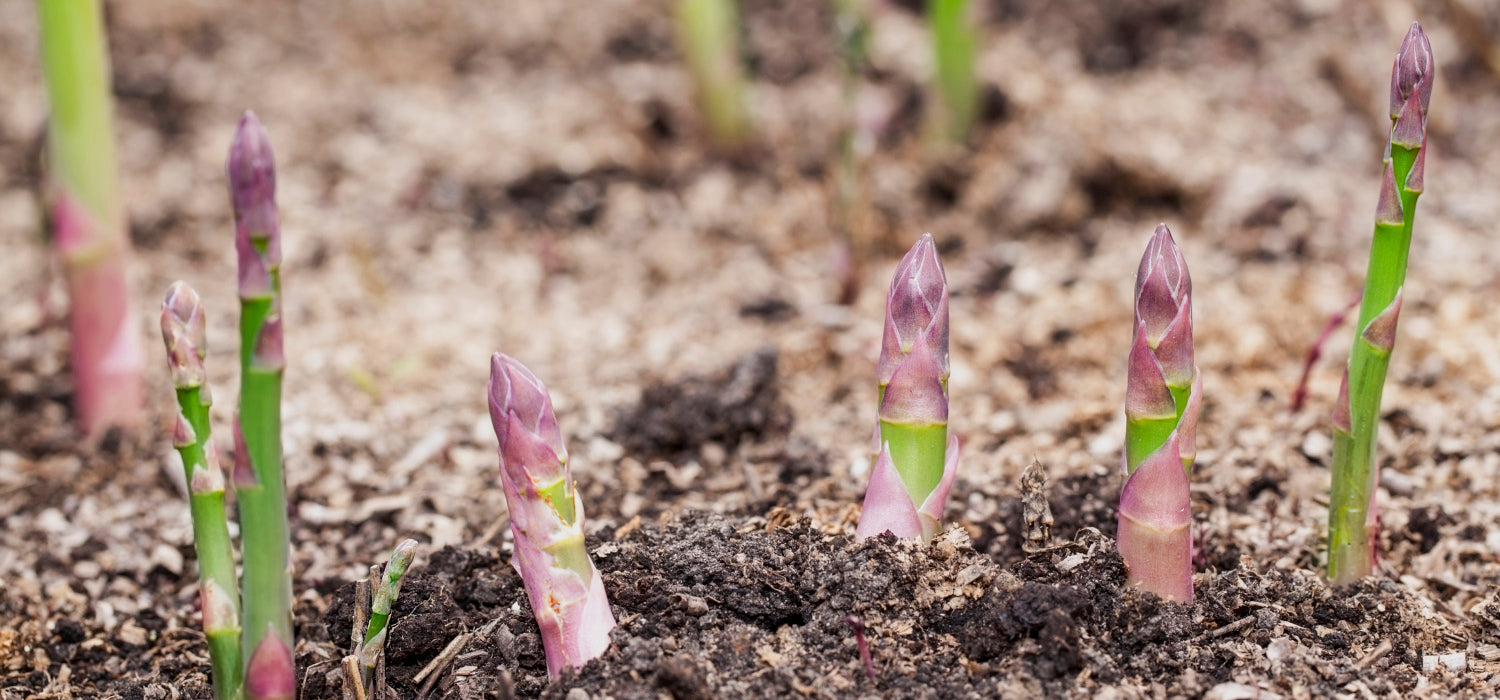 Heirloom Asparagus Seeds