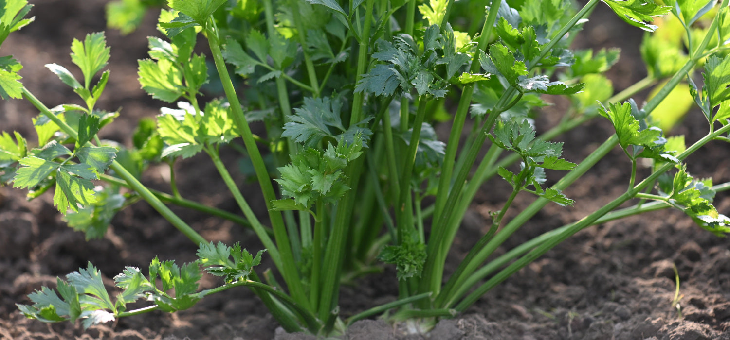 Heirloom Celery Seeds