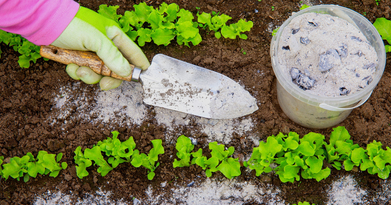 Diatomaceous Earth For Slugs