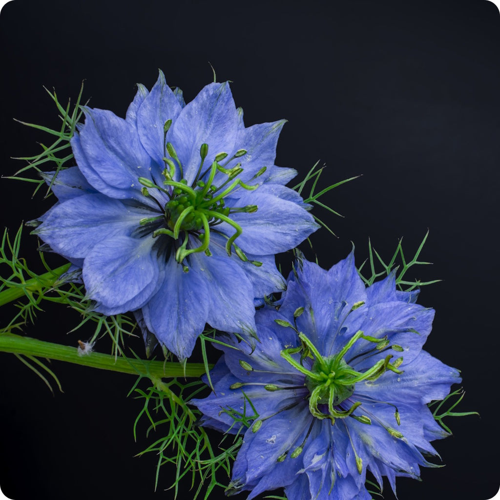 Love in the Mist - Nigelle / Nigella, Fleur Comestible / Edible F –  Tourne-Sol