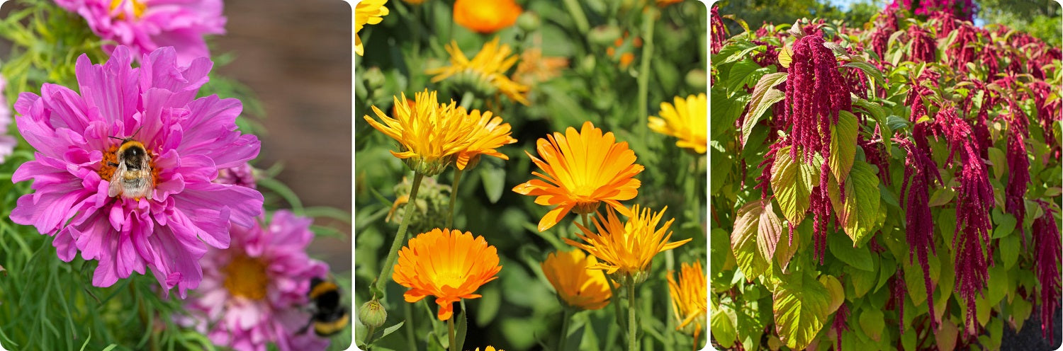 Flower To Direct Seed